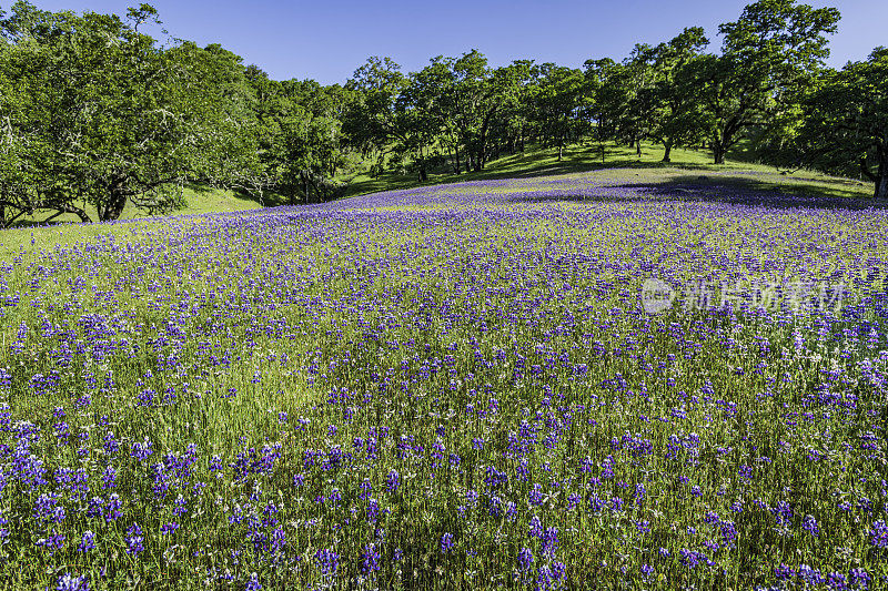 Lupinus nanus，天空羽扇豆，田野羽扇豆，矮羽扇豆，海蓝色羽扇豆或道格拉斯的一年生羽扇豆，是原产于美国西部的一种羽扇豆。生长在Pepperwood自然保护区山坡上的天空羽扇豆;圣罗莎;